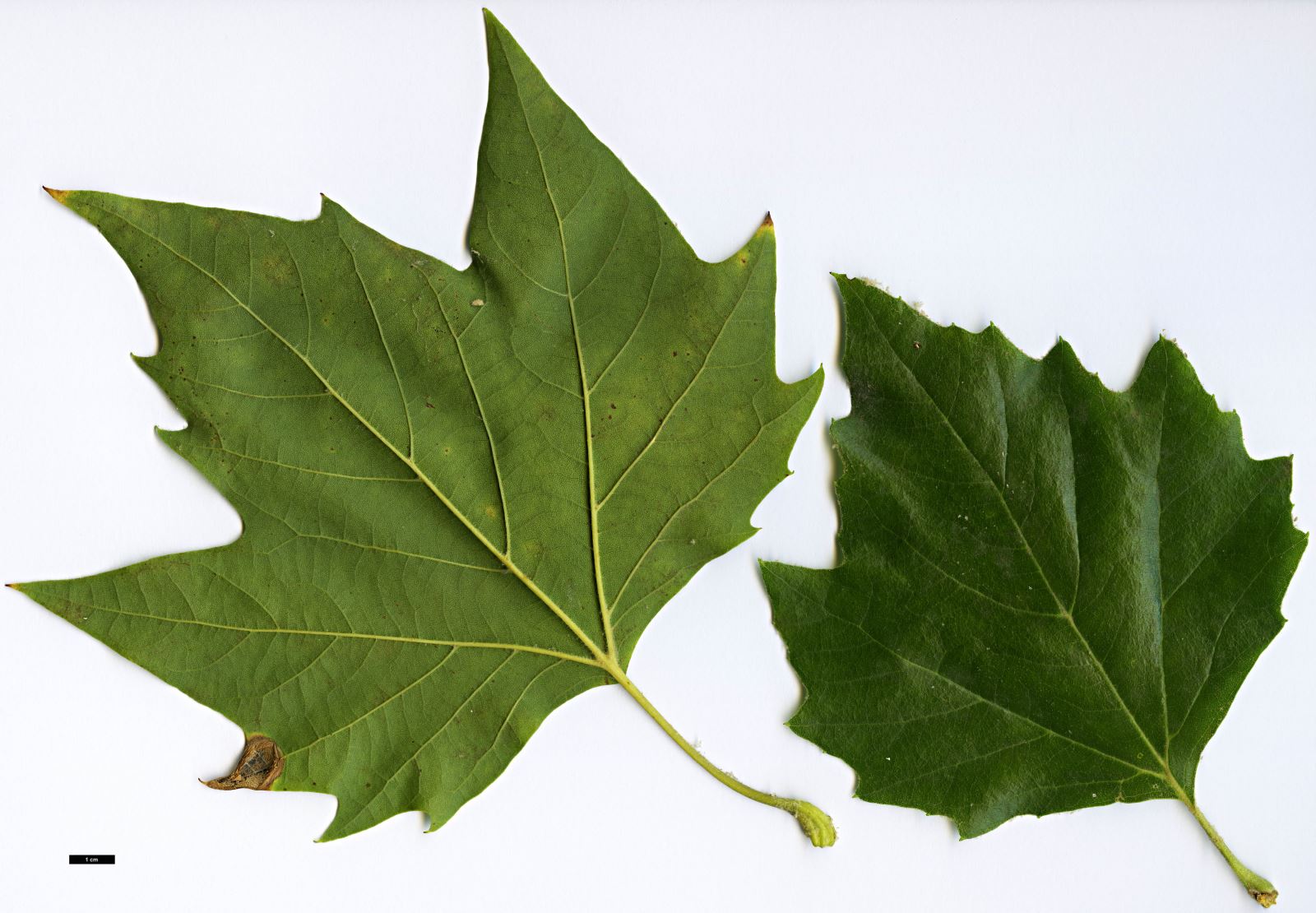 High resolution image: Family: Platanaceae - Genus: Platanus - Taxon: ×hispanica (P.occidentalis × P.orientalis)